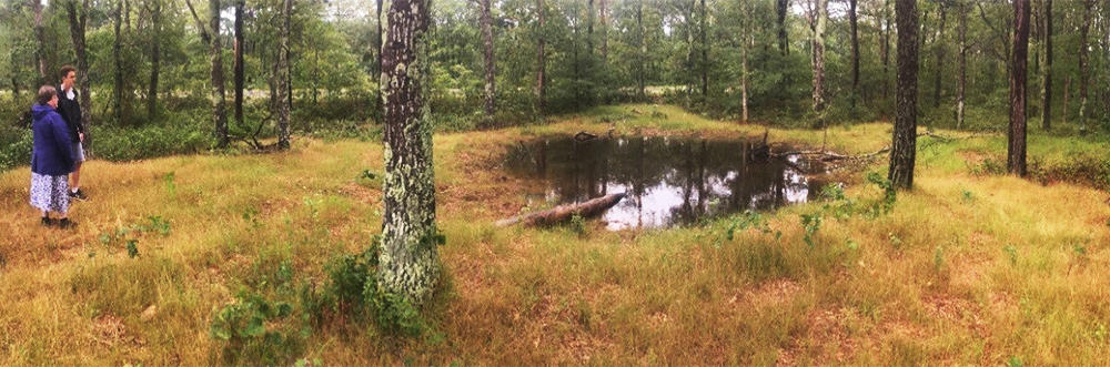A liner wetland at Falmouth High School 1yr after creation