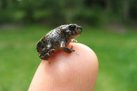 "Headstarted" Eastern Spadefoot Toad on a fingertip