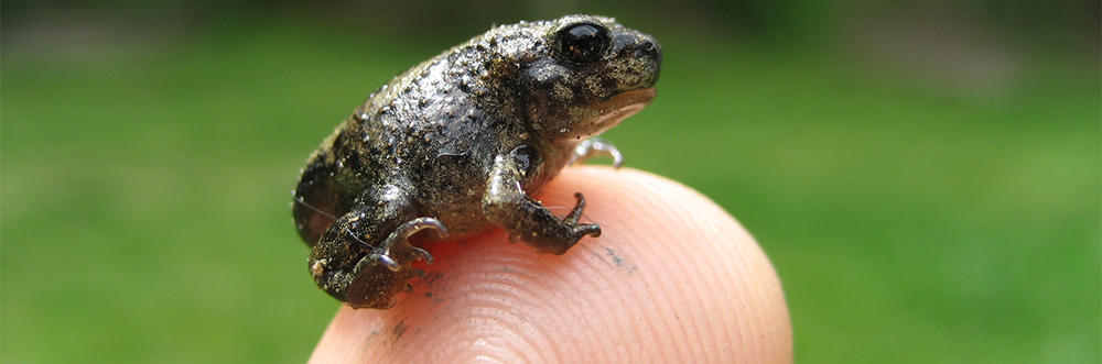 Eastern Spadefoot Toad on a fingertip