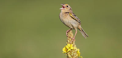 Grasshopper Sparrow © Ryan Schain