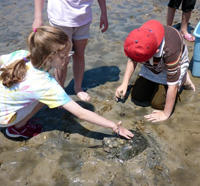 Kids with a horseshoe crab