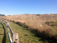 Meadow at Long Pasture Wildlife Sanctuary
