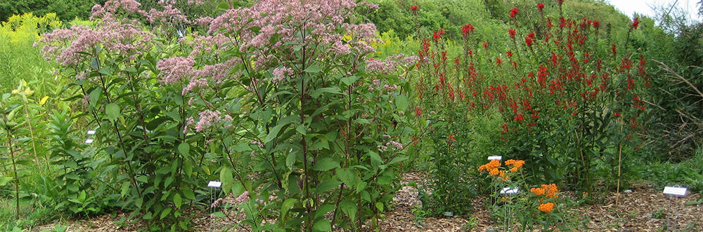 Native plant & bird garden at Long Pasture