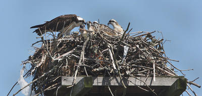 Osprey with chicks in a nest