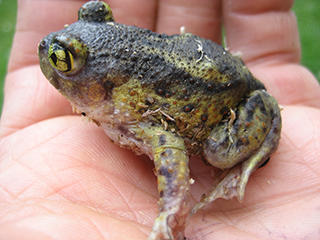 Spadefoot toad in hand