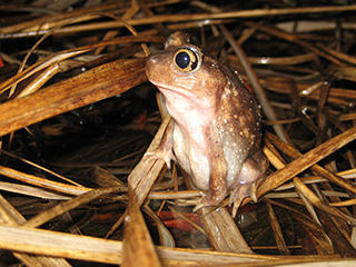 spadefoot toad in wetland