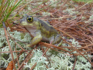 Spadefoot toad