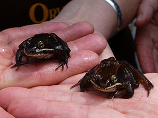 Two spadefoot toads