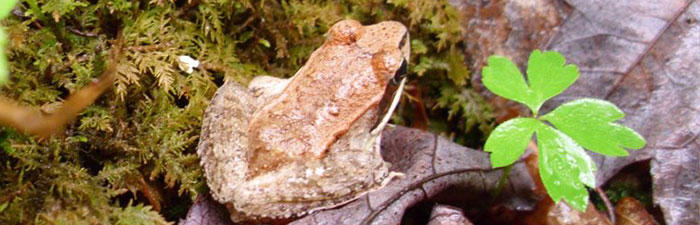 Wood frog at Lynes Woods Wildlife Sanctuary