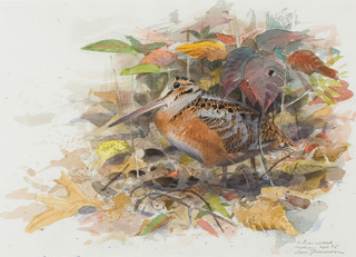 American Woodcock, Lars Jonsson, 1995