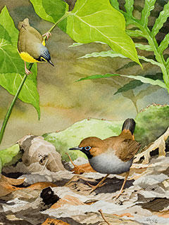 Black-faced Antthrush by John Sill, watercolor, 1990. Mass Audubon Collection, bequest of Ted Raymond, 2016.