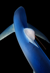 Blue Shark and Parasite © Brian Skerry