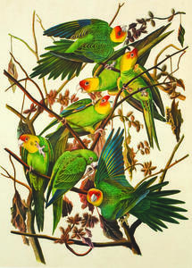 John James Audubon, Carolina Parrot, chromolithograph, 1860; Mass Audubon Collection, bequest of Constance Killam and Elizabeth Killam-Rogers, 1977.  