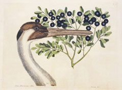 Hooping Crane by Mark Catesby from The Natural History of Carolina, Florida and the Bahama Islands, 1731