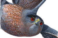 Cooper's Hawk © David Sibley, acrylic - original art from "What It’s Like to Be a Bird"