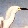 Exhibit John James Audubon Drawings