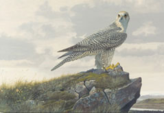 Gyrfalcon—Iceland by Robert Verity Clem (1933-2010), gouache, 1966. Mass Audubon Collection. © Estate of Robert Verity Clem