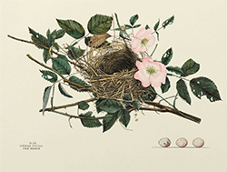 Field Sparrow by Virginia Jones, Courtesy of the Smithsonian Institution Libraries, Washington, DC