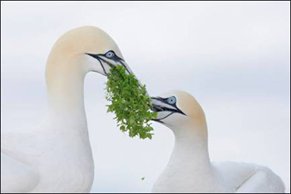 Gannets in Love © Arthur Morris
