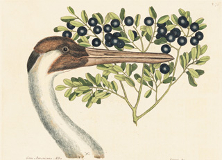 Hooping Crane, Mark Catesby