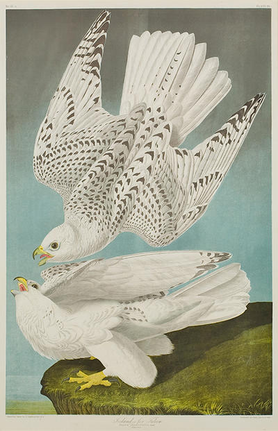 "Iceland or Jer Falcon" by John James Audubon, chromolithograph, 1860.