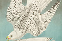 "Iceland or Jer Falcon" by John James Audubon, chromolithograph, 1860