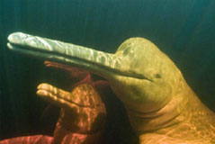 Amazon Dolphins © Kevin Schafer