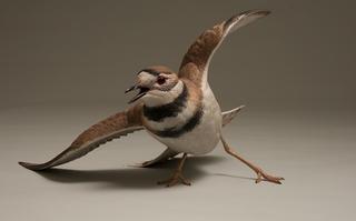 Killdeer © Larry Barth, private collection