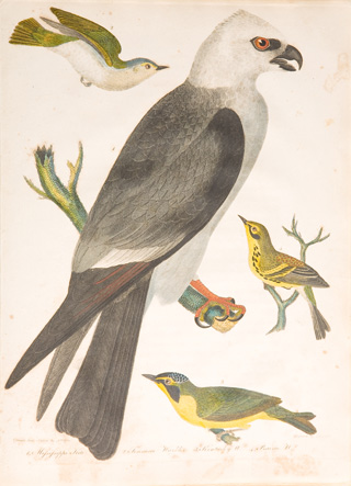 Mississippi Kite, Alexander Wilson, 1811