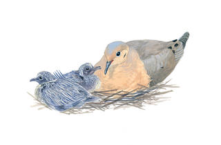 Mourning Doves watercolor © Julie Zickefoose