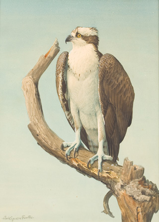 Osprey, Louis Agassiz Fuertes
