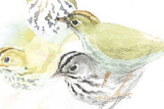 Oven Birds © Catherine Hamilton