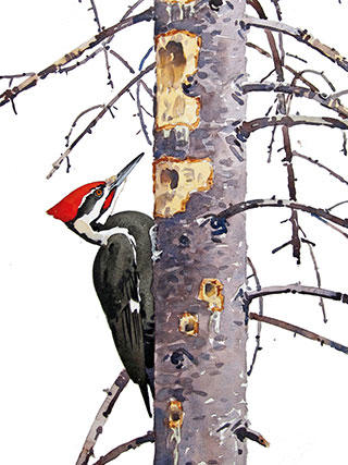 Pileated Woodpecker and Red Spruce © Barry Van Dusen
