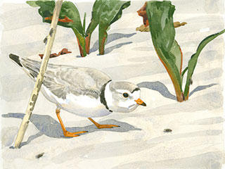 Piping Plover and Shore Flies © Barry Van Dusen
