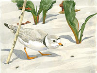 Piping Plover and Shore Flies © Barry Van Dusen