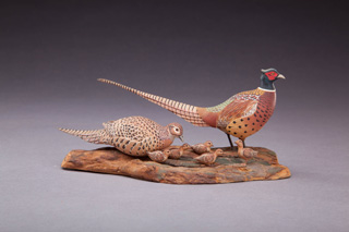 Ring-necked Pheasant, A.J. King