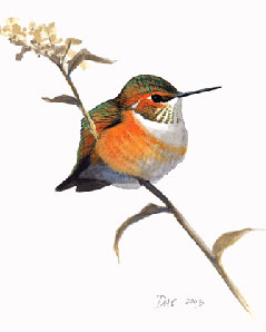 Rufus Hummingbird © David Sibley