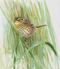 "Sharp-tailed Sparrow," Lars Jonsson, watercolor on paper, commission, 1994. Mass Audubon Collection.