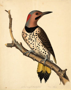 Isaac Sprague - Yellow winged Woodpecker, from the collection of the Boston Atheneum