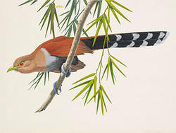 Squirrel Cuckoo by Don Richard Eckelberry, watercolor. Woodson Art Museum Collection.