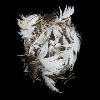 Sharon Beals, Tree Swallow nest and eggs in the collection of the Cornell University Museum of Vertebrates, photograph, 2012.