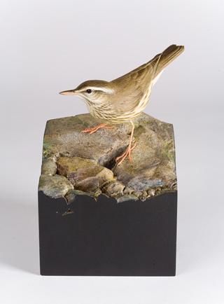 Waterthrush, Larry Barth