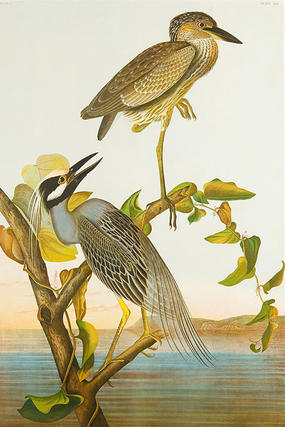 Yellow-crowned Night-Heron by John James Audubon (chromolithograph, 1860). Mass Audubon Collection.
