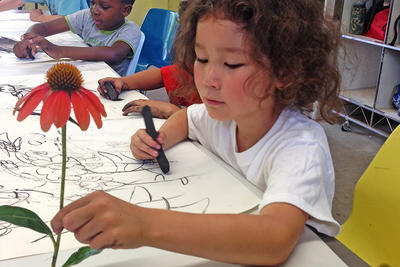 Young child drawing a coneflower from real specimen at MABA