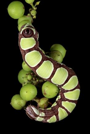 Mimic - Abbott's Sphinx - Specodina abbottii © Sam Jaffe