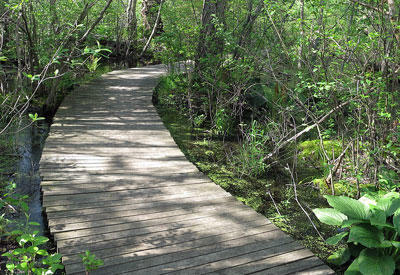 Boardwalk at Mass Audubon Marblehead Neck Wildlife Sanctuary