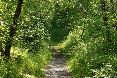 Shady forest trail in summer at Marblehead Neck Wildlife Sanctuary