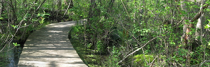 Boardwalk trail at Marblehead Neck Wildlife Sanctuary.