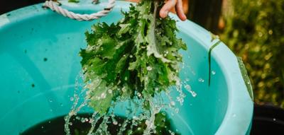 Greens being washed in a bucket