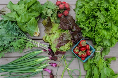 Freshly harvested late spring veggies from the Farm at Moose Hill Wildlife Sanctuary